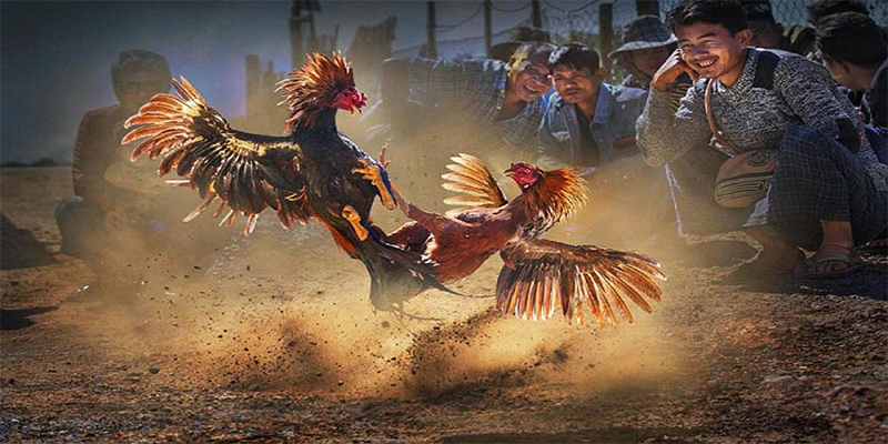 vf555 chơi bắn cá đổi thưởng