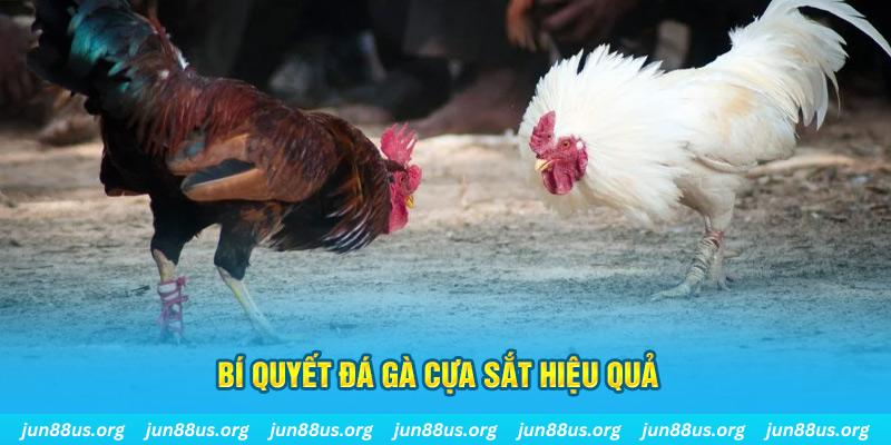 vf555 xin 1 slot là gì