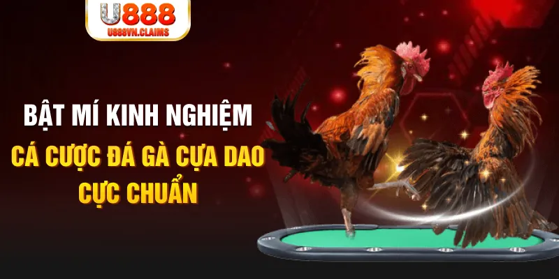 vf555 tỷ lệ cá cược châu á là gì