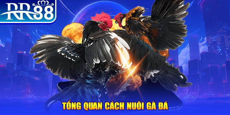 vf555 VA Điện Tử