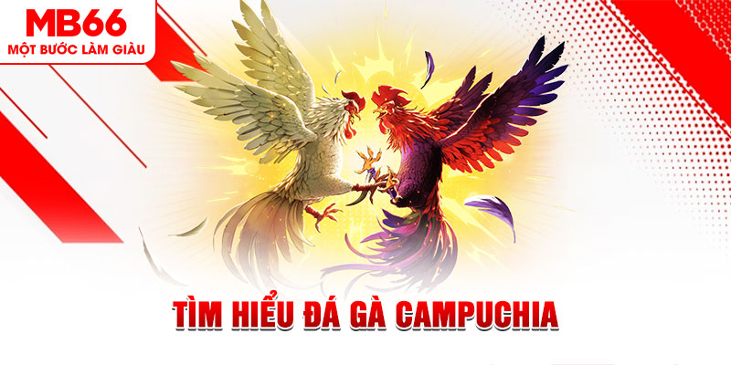 vf555 đá gà trực tiếp
