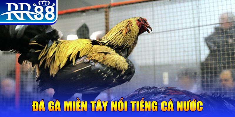 vf555 JILI Game Bài 3d