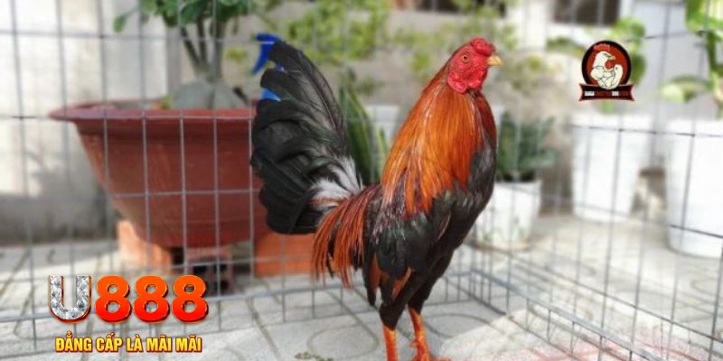 vf555 casino máy tính