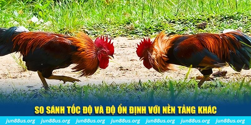 vf555 đá gà hôm nay
