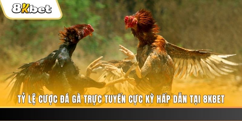 vf555 đăng nhập phỏm trực tiếp